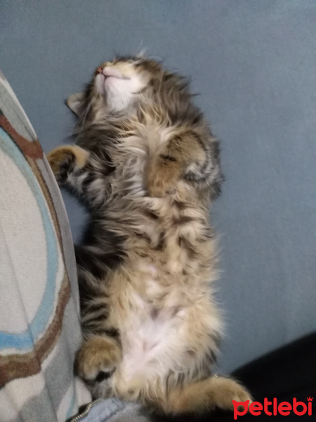 Sibirya Kedisi, Kedi  Sushi fotoğrafı