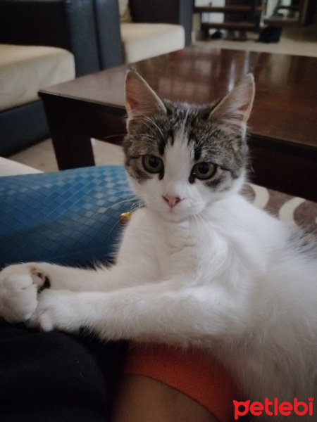 Tekir Kedi, Kedi  Muffin fotoğrafı