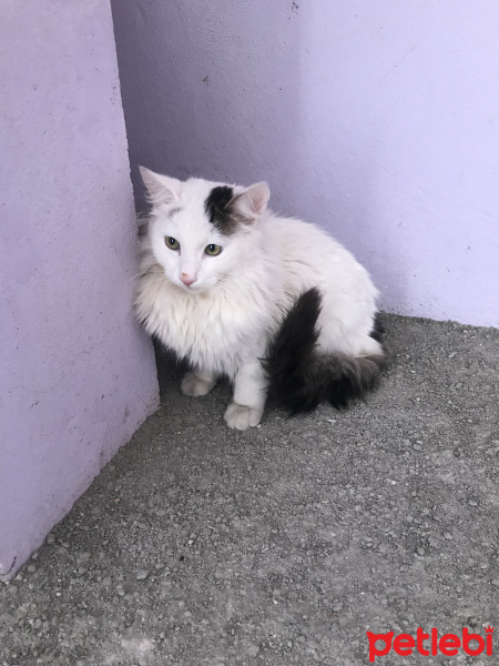 Ankara Kedisi, Kedi  Prenses fotoğrafı