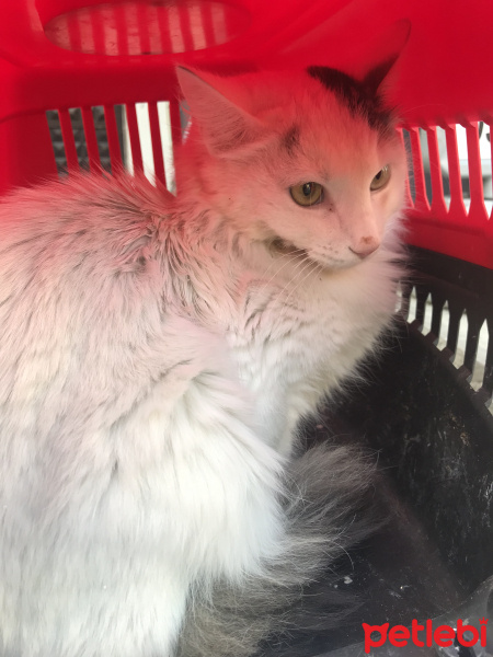Ankara Kedisi, Kedi  Prenses fotoğrafı