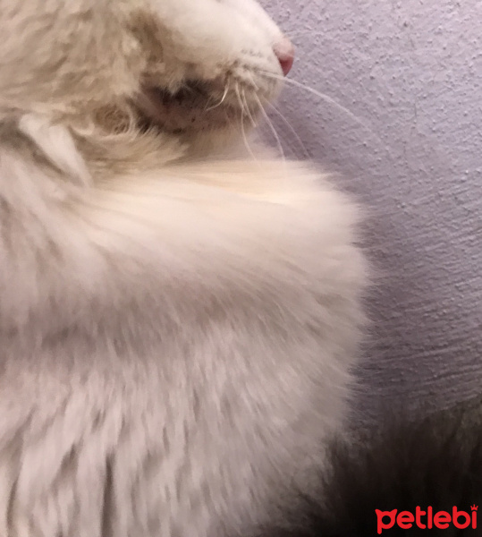Ankara Kedisi, Kedi  Prenses fotoğrafı