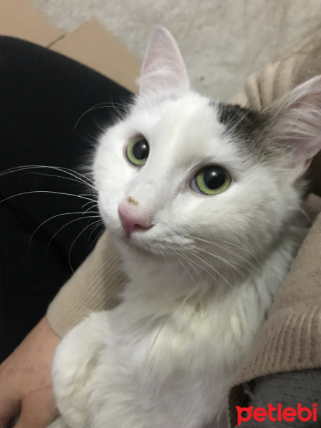 Ankara Kedisi, Kedi  Prenses fotoğrafı