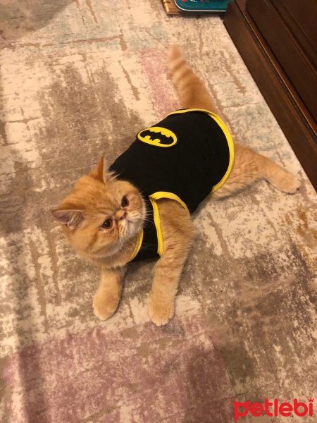 Exotic Shorthair, Kedi  Robin fotoğrafı