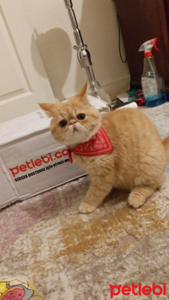 Exotic Shorthair, Kedi  Robin fotoğrafı