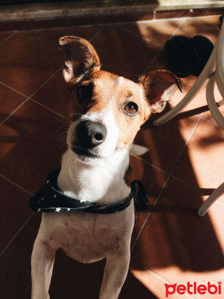 Jack Russell Terrier, Köpek  Zero fotoğrafı