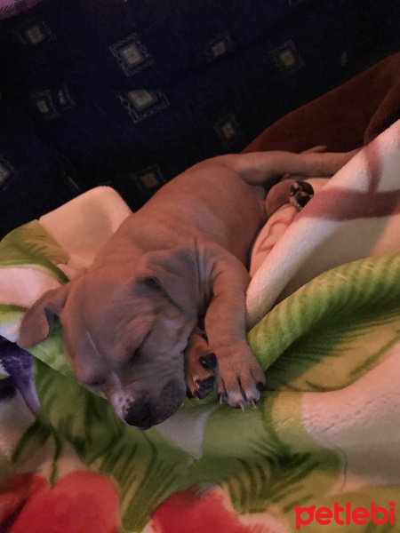 Amerikan Staffordshire Terrier, Köpek  Tork fotoğrafı
