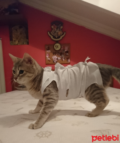 British Shorthair, Kedi  Hera fotoğrafı