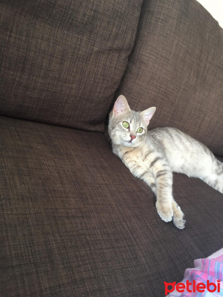 British Shorthair, Kedi  Hera fotoğrafı