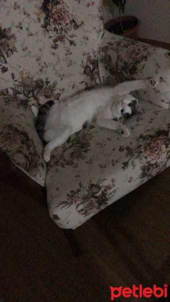 Tekir Kedi, Kedi  Pamuk fotoğrafı