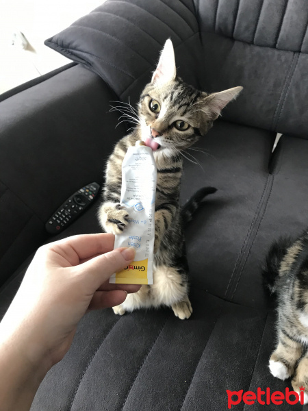 Tekir Kedi, Kedi  Cadı fotoğrafı