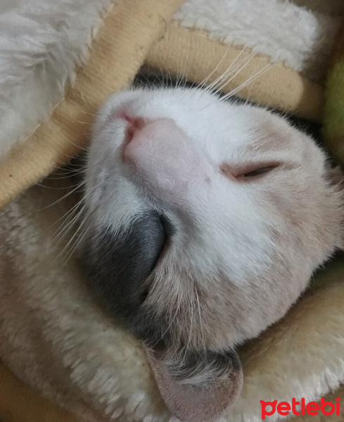Tekir Kedi, Kedi  Minnoşumuz evden kaçtı  fotoğrafı