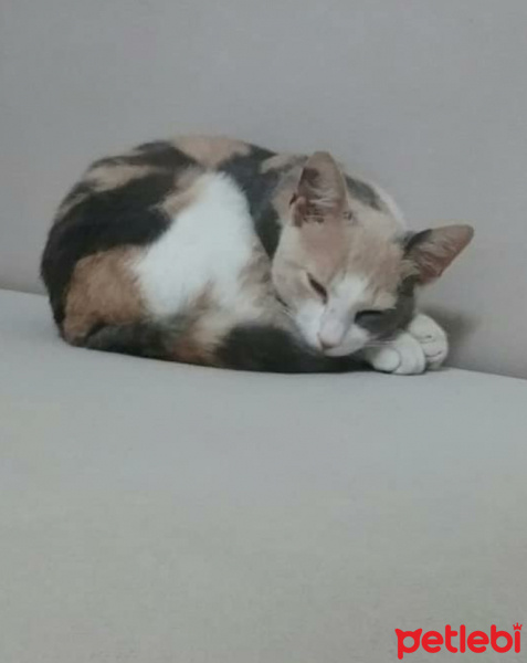 Tekir Kedi, Kedi  Minnoşumuz evden kaçtı  fotoğrafı
