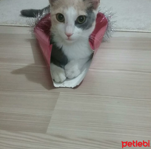 Tekir Kedi, Kedi  Minnoşumuz evden kaçtı  fotoğrafı