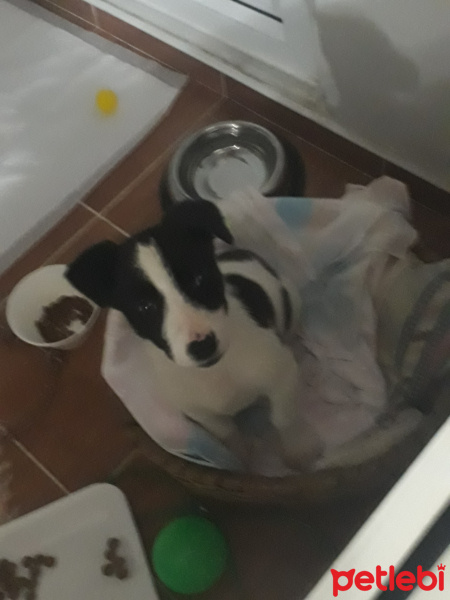 Beagle, Köpek  Roka fotoğrafı