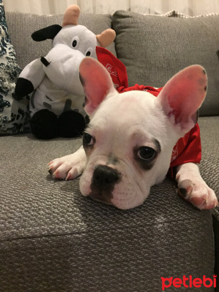 Fransız Bulldog, Köpek  Thor fotoğrafı