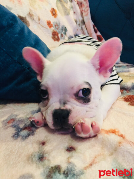 Fransız Bulldog, Köpek  Thor fotoğrafı