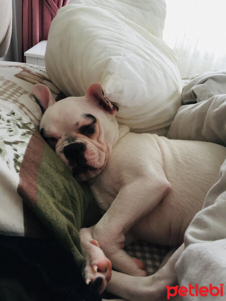 Fransız Bulldog, Köpek  Thor fotoğrafı