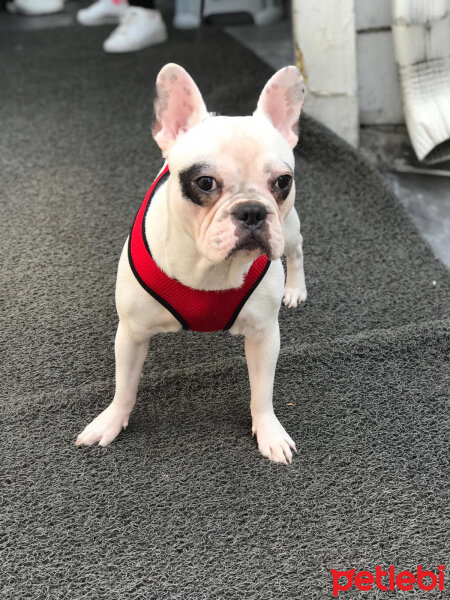 Fransız Bulldog, Köpek  Thor fotoğrafı