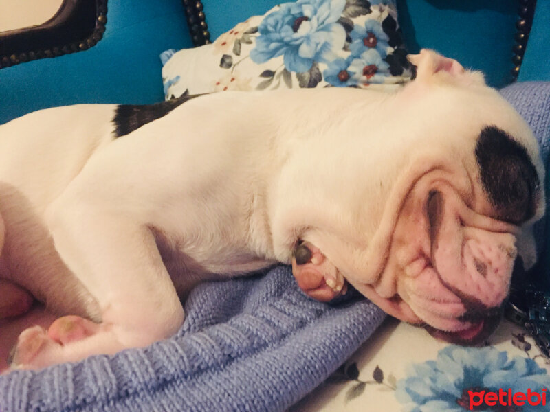 Fransız Bulldog, Köpek  Thor fotoğrafı