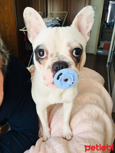 Fransız Bulldog, Köpek  Thor fotoğrafı