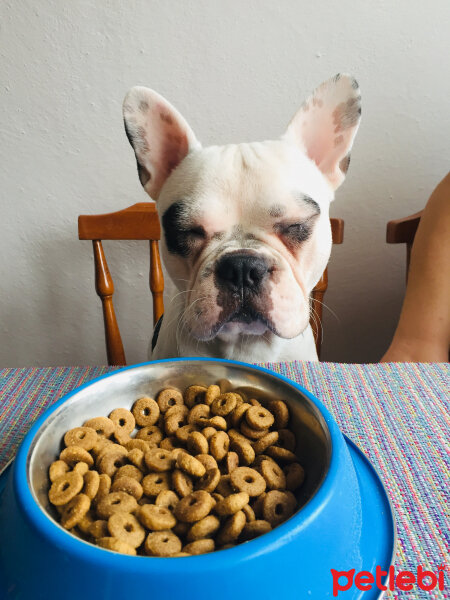 Fransız Bulldog, Köpek  Thor fotoğrafı