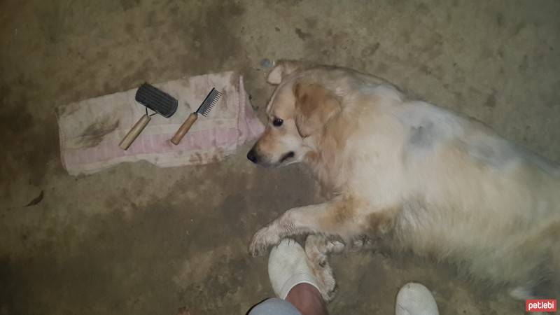 Golden Retriever, Köpek  POKER fotoğrafı