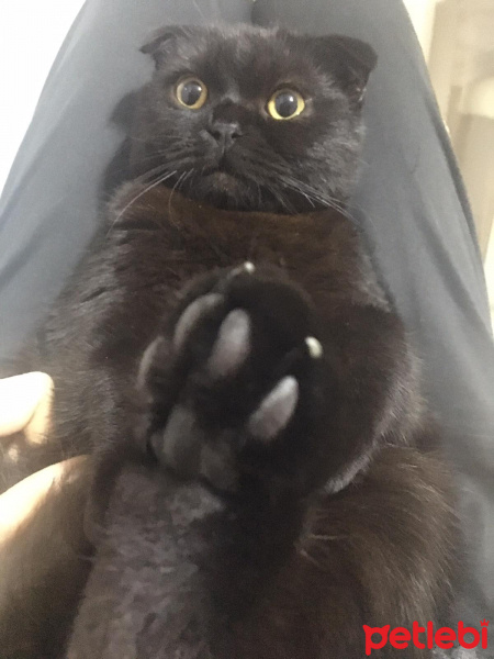 Scottish Fold, Kedi  Escobar fotoğrafı