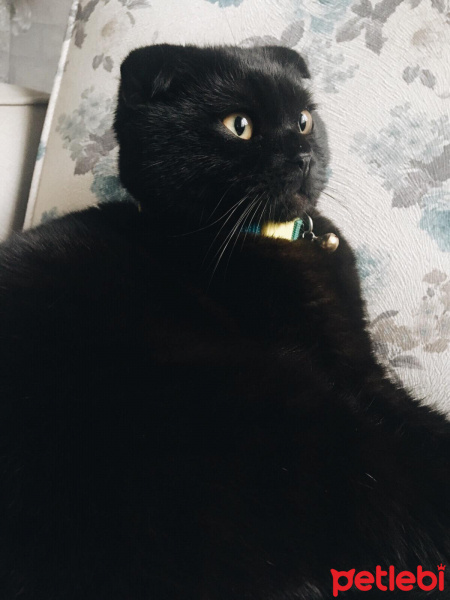 Scottish Fold, Kedi  Escobar fotoğrafı