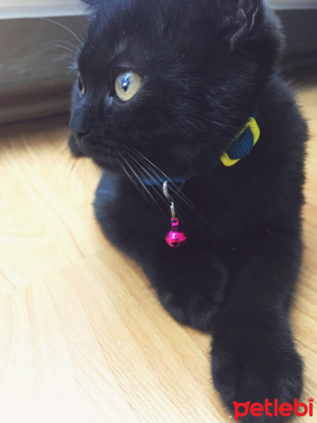 Scottish Fold, Kedi  Escobar fotoğrafı