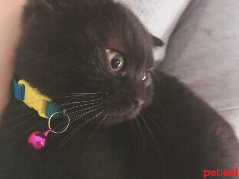 Scottish Fold, Kedi  Escobar fotoğrafı