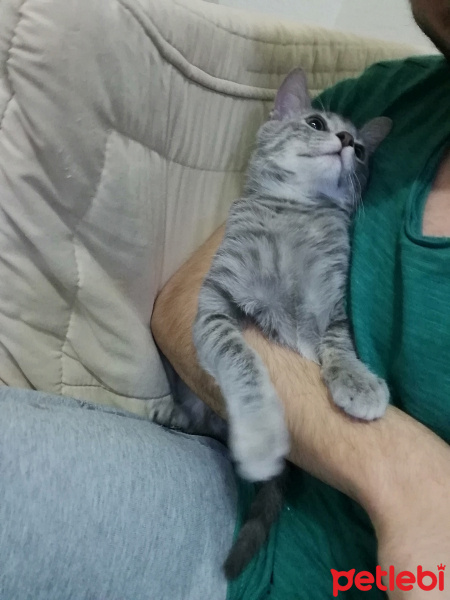 British Shorthair, Kedi  bıcır fotoğrafı