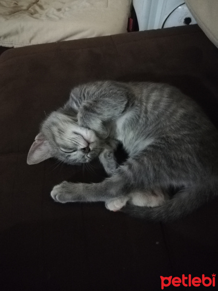 British Shorthair, Kedi  bıcır fotoğrafı