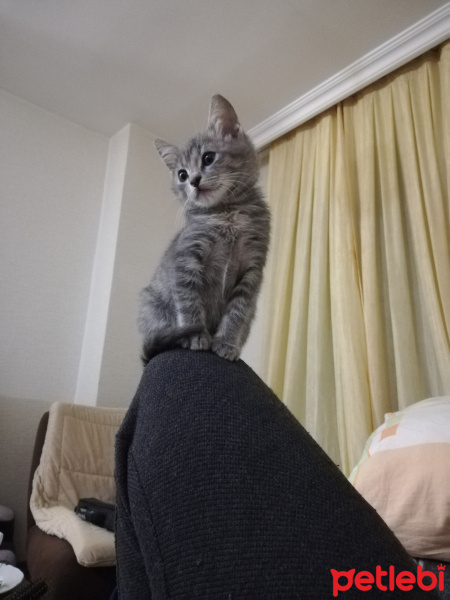 British Shorthair, Kedi  bıcır fotoğrafı