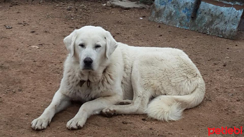 Akbaş, Köpek  Rakı fotoğrafı