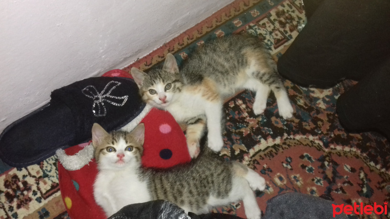 Tekir Kedi, Kedi  Neşe ile Sahil fotoğrafı