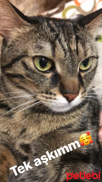 Tekir Kedi, Kedi  Zilli fotoğrafı