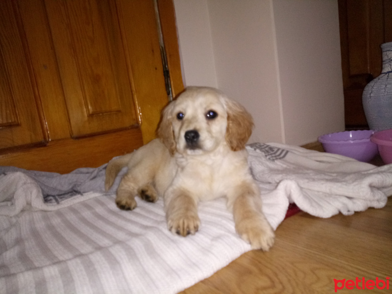 Golden Retriever, Köpek  Pia fotoğrafı