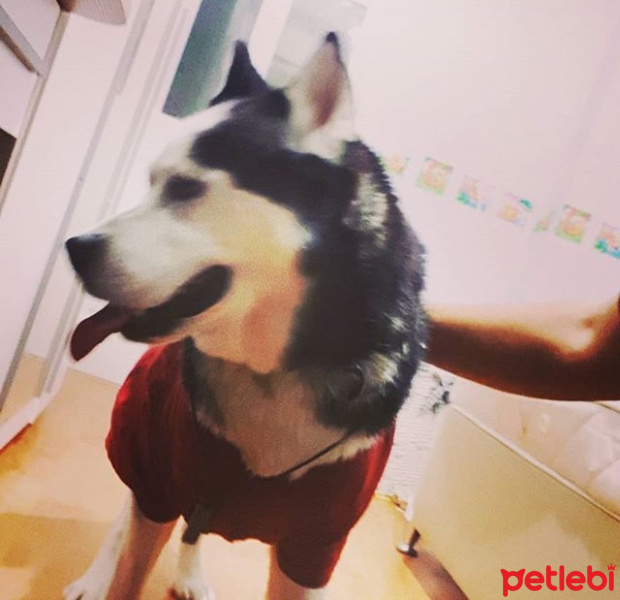Sibirya Kurdu (Husky), Köpek  Ice fotoğrafı