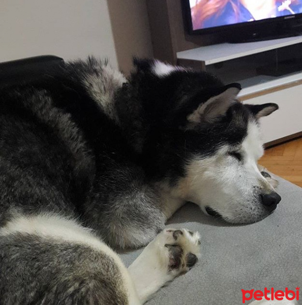 Sibirya Kurdu (Husky), Köpek  Ice fotoğrafı