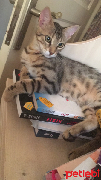Tekir Kedi, Kedi  Fiko fotoğrafı