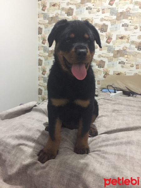 Rottweiler, Köpek  Cech fotoğrafı