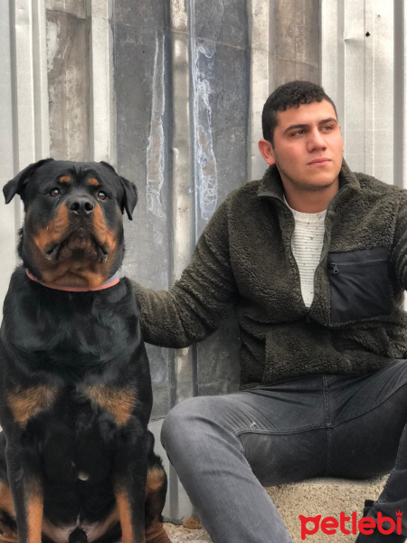 Rottweiler, Köpek  Cech fotoğrafı