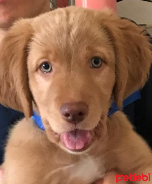 Golden Retriever, Köpek  Paşa fotoğrafı