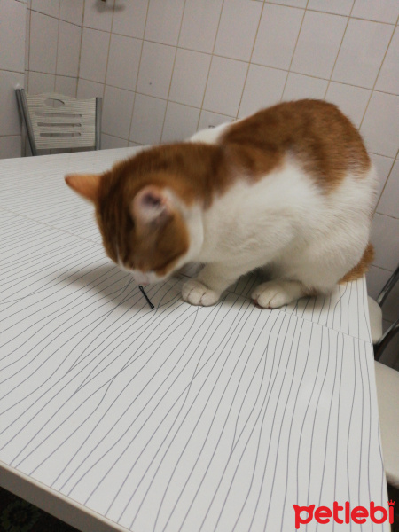 Tekir Kedi, Kedi  Paşa fotoğrafı