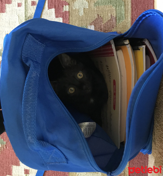 Tekir Kedi, Kedi  inci fotoğrafı