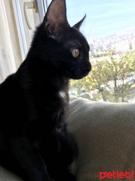 Tekir Kedi, Kedi  inci fotoğrafı