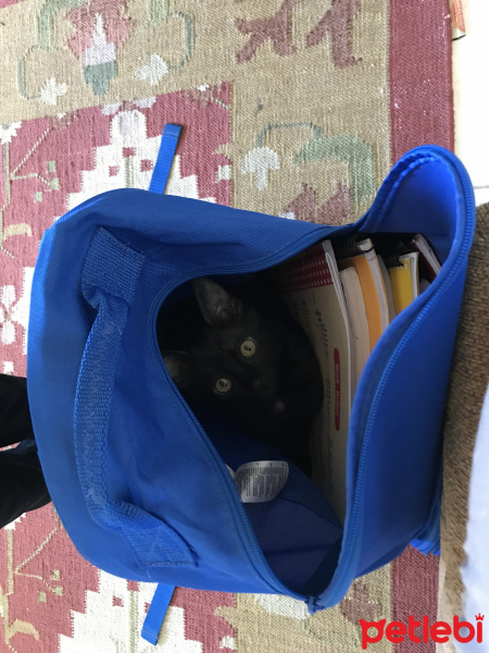 Tekir Kedi, Kedi  inci fotoğrafı