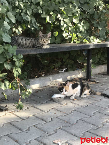 Tekir Kedi, Kedi  inci fotoğrafı