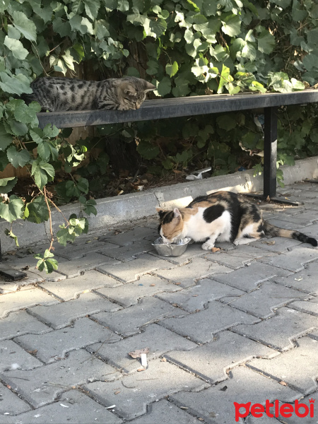 Tekir Kedi, Kedi  inci fotoğrafı