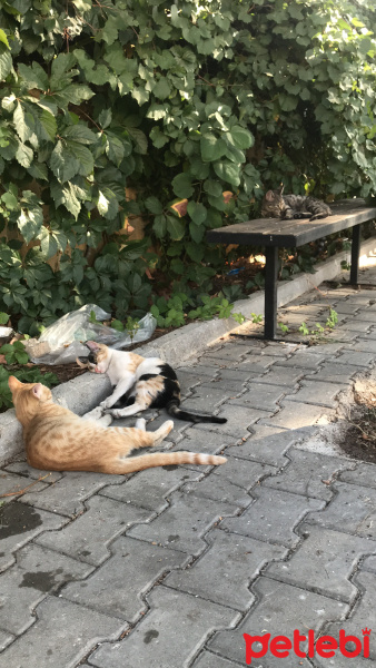 Tekir Kedi, Kedi  inci fotoğrafı